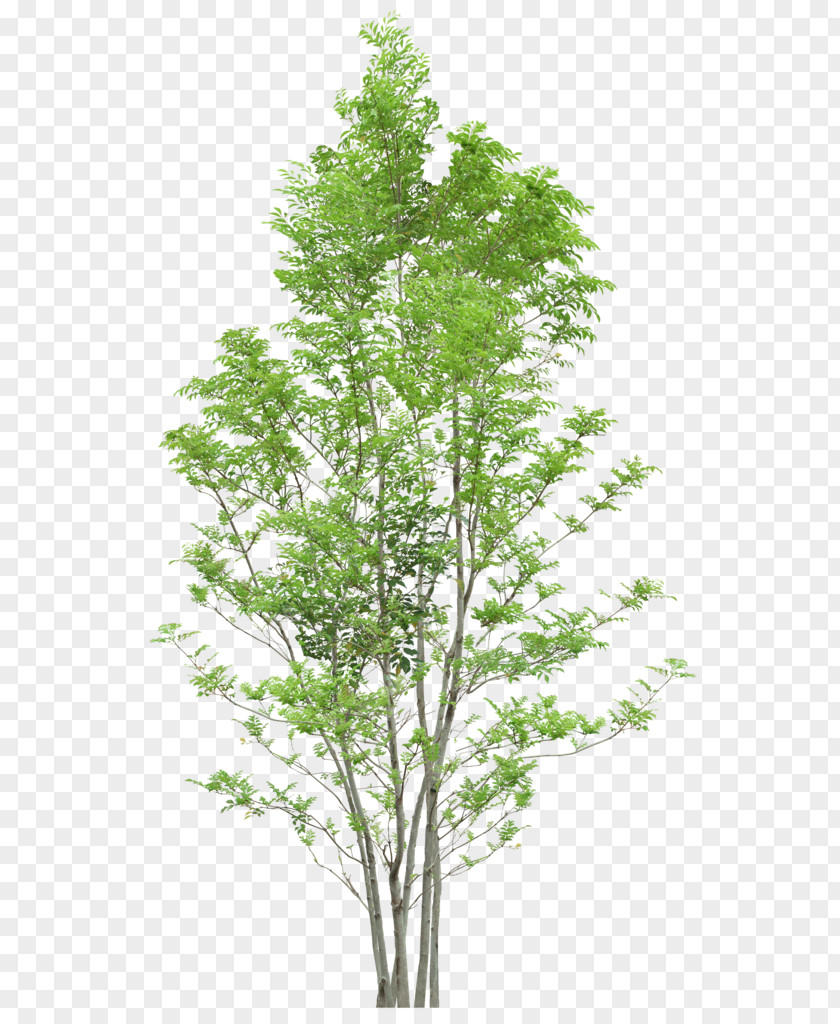 Trees Tree PNG