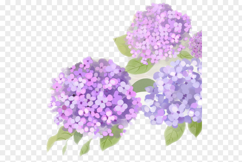 Antique Hydrangea French Flower Purple PNG