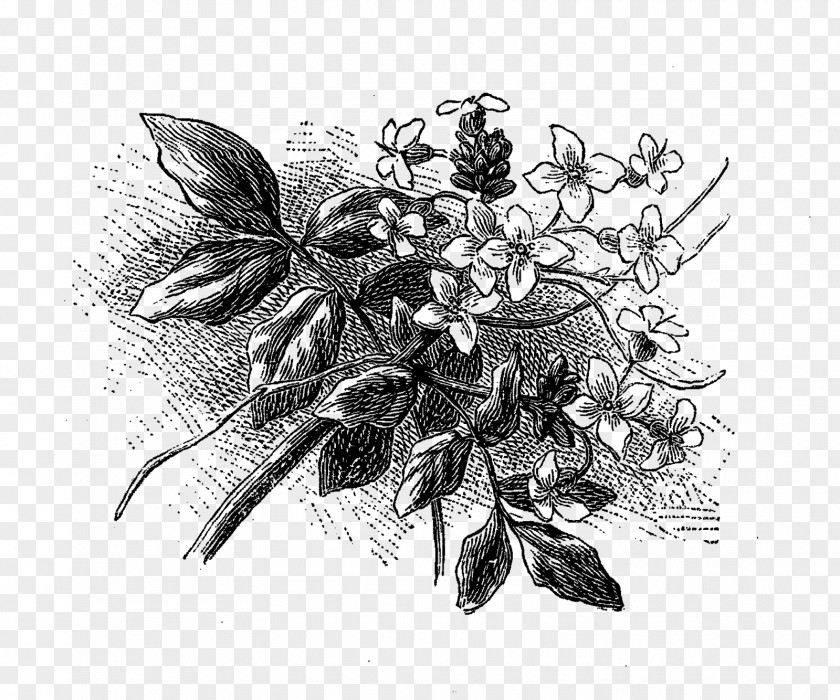 Flower Illustration Drawing Visual Arts Black And White Monochrome Photography PNG