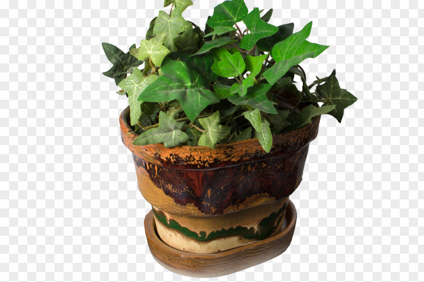 Flowerpot Leaf Vegetable Dish Network PNG