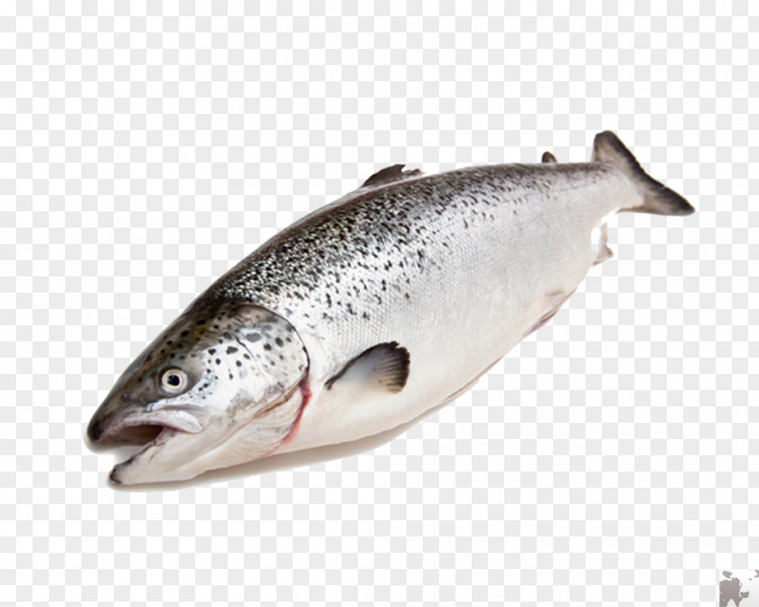Fresh Salmon Coho Fish Trout Food PNG