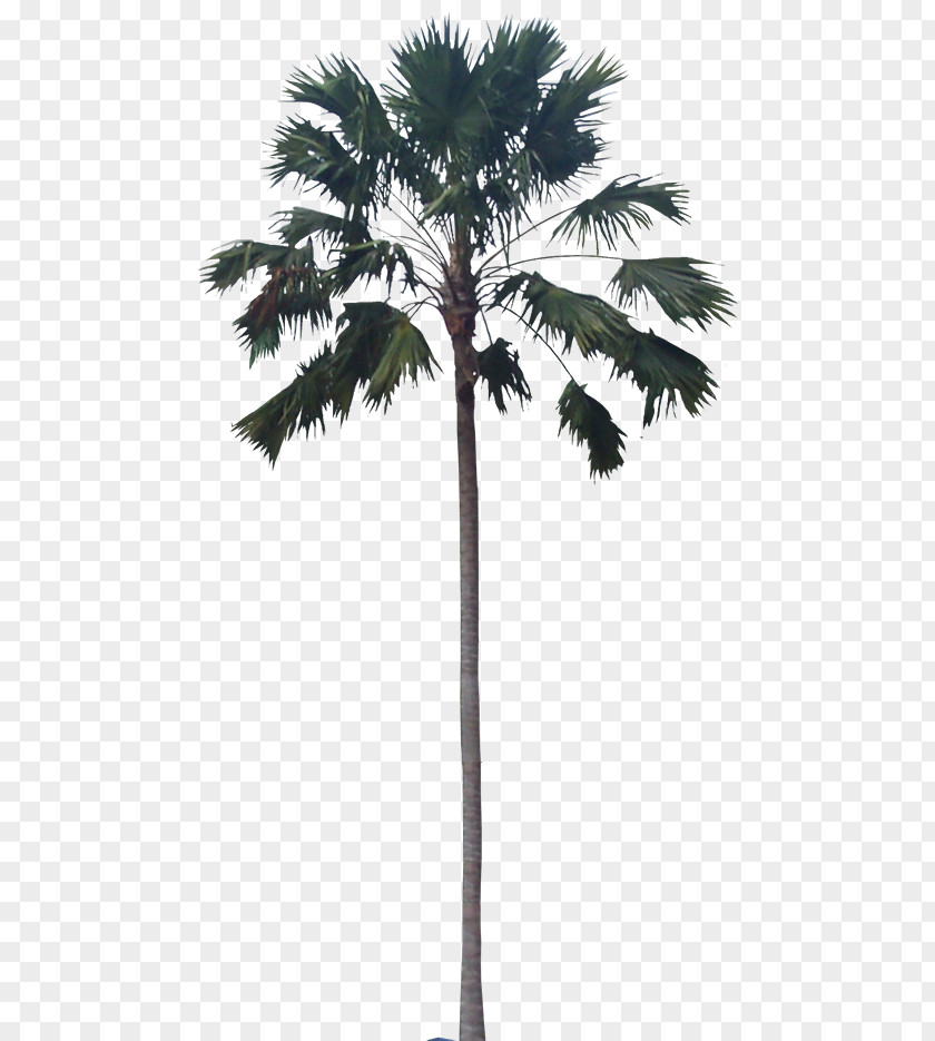 Ikea Balcony Plants Asian Palmyra Palm Babassu Trees PNG