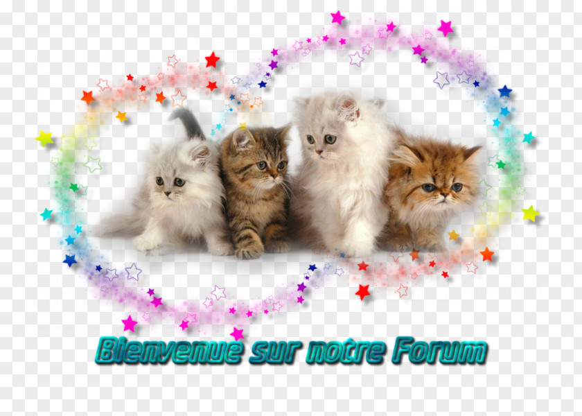 Kitten Persian Cat Siamese Thai Play And Toys PNG
