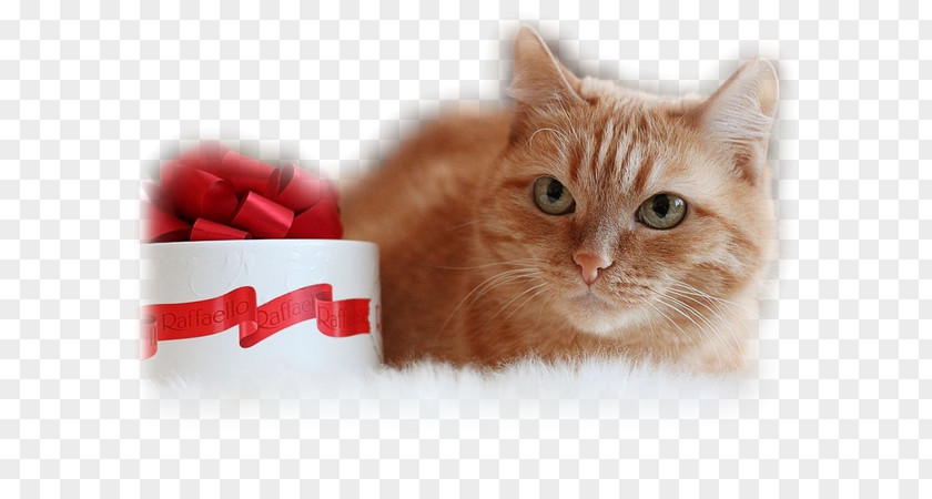Kitten Whiskers Domestic Short-haired Cat Desktop Wallpaper PNG