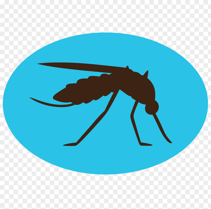 Mosquito Insect PNG