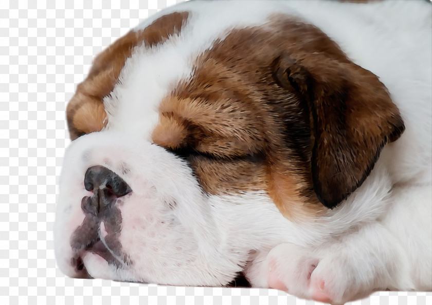 St. Bernard Puppy Snout Companion Dog Breed PNG