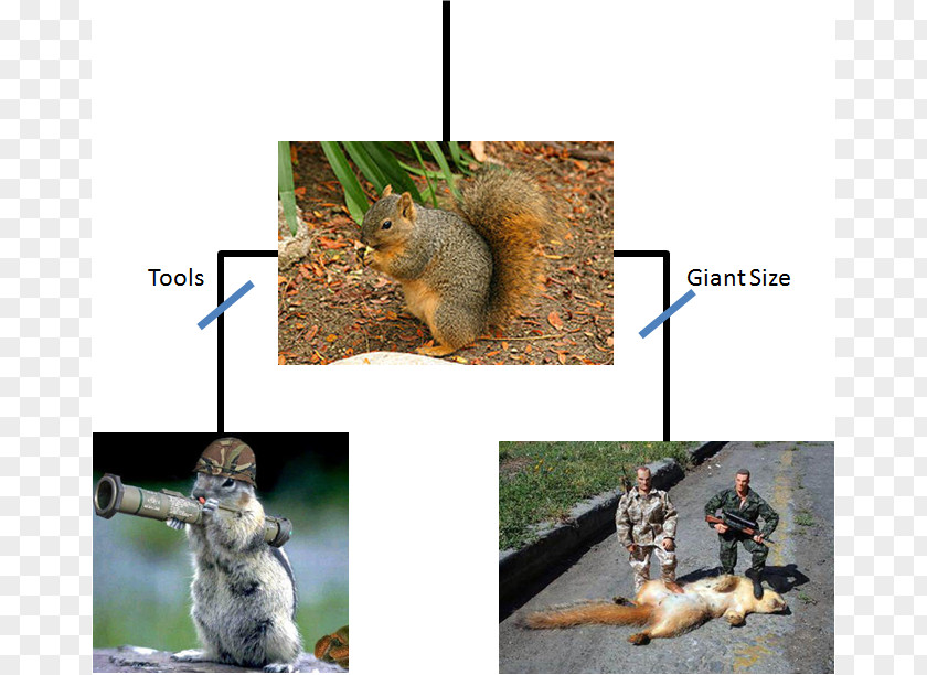 Tree Prairie Dog Rodent Eastern Gray Squirrel Phylogenetic PNG