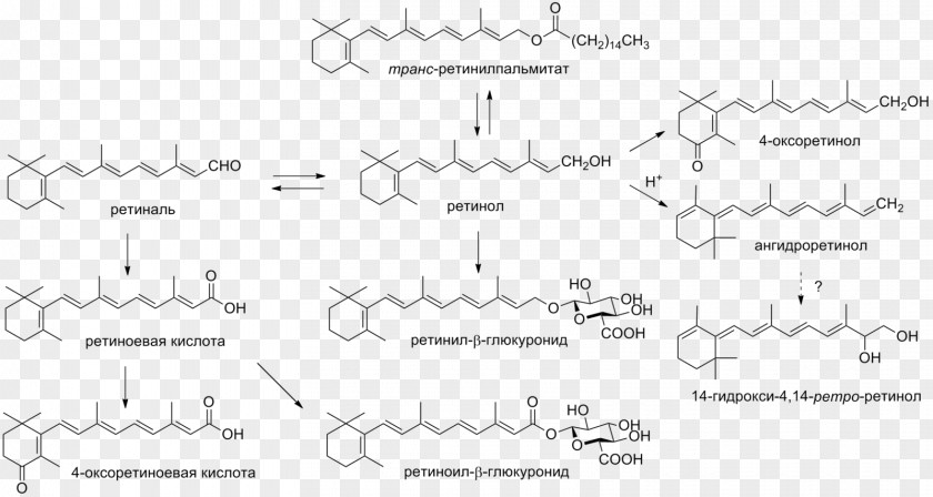 Cholesterol Vitamin A Carotene Retinol E PNG