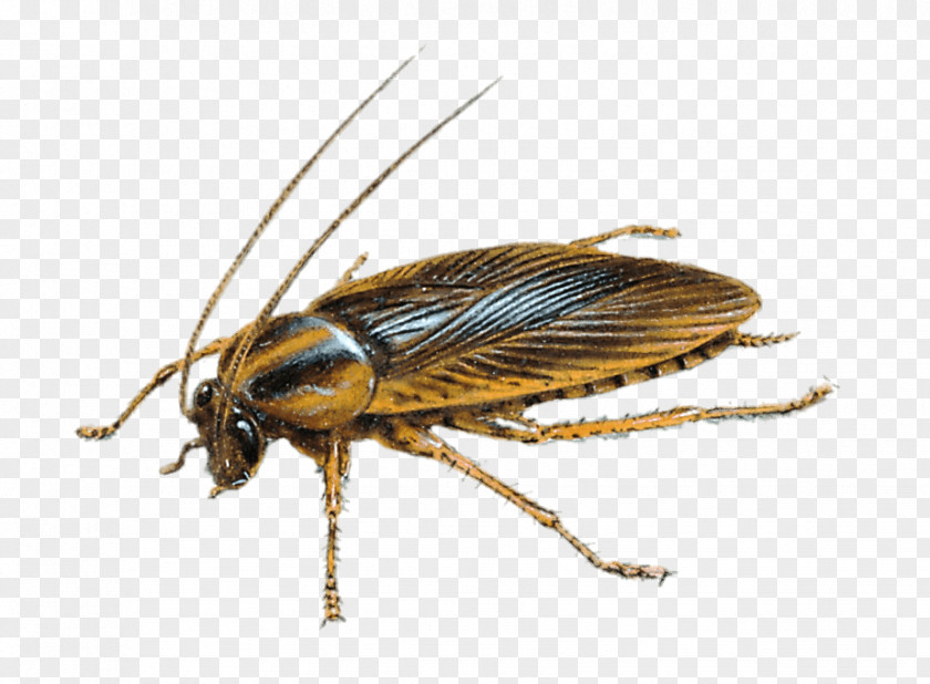 Cockroach German Insect Pest Control PNG