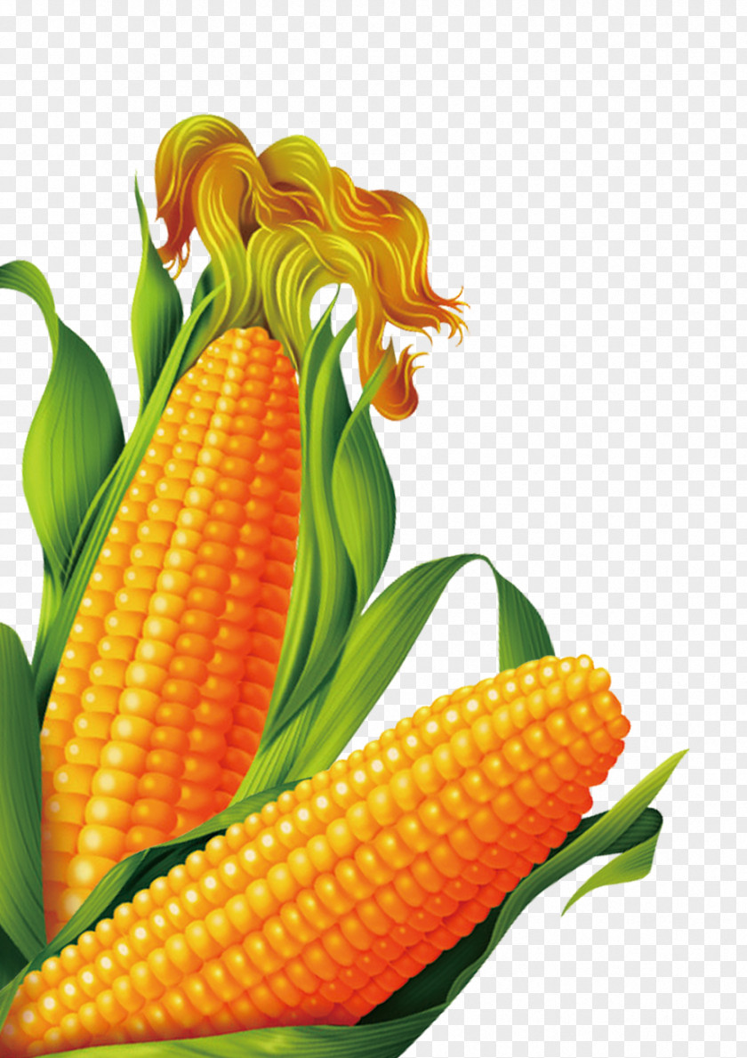 Corn On The Cob Popcorn Sweet Maize PNG