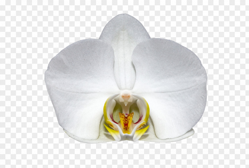 Flower Orchids Orchidea White Moth Orchid PNG