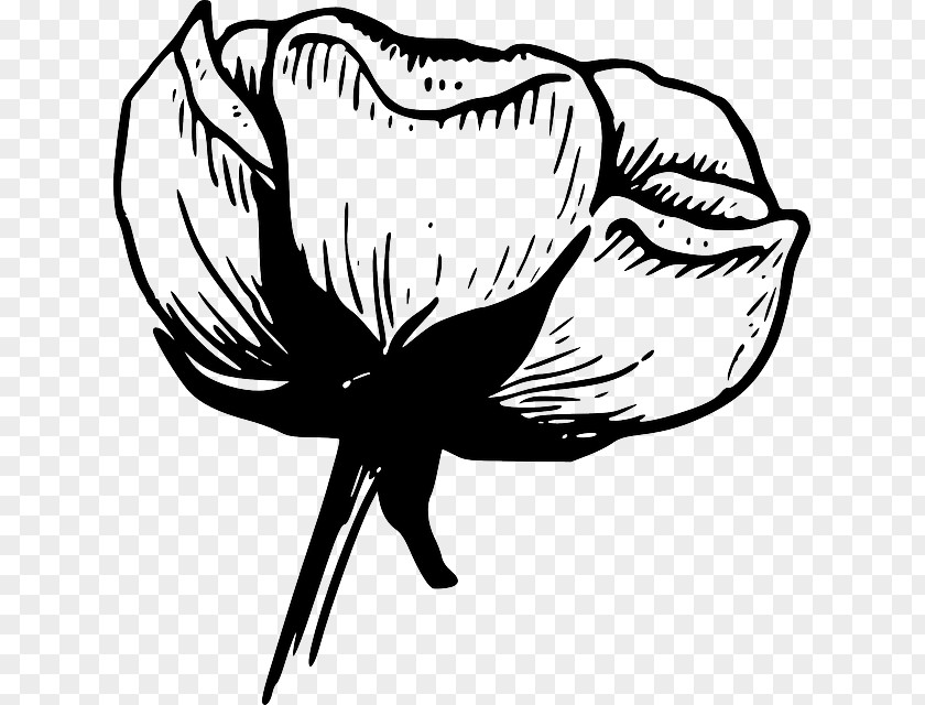 Flower White Black Rose Clip Art PNG