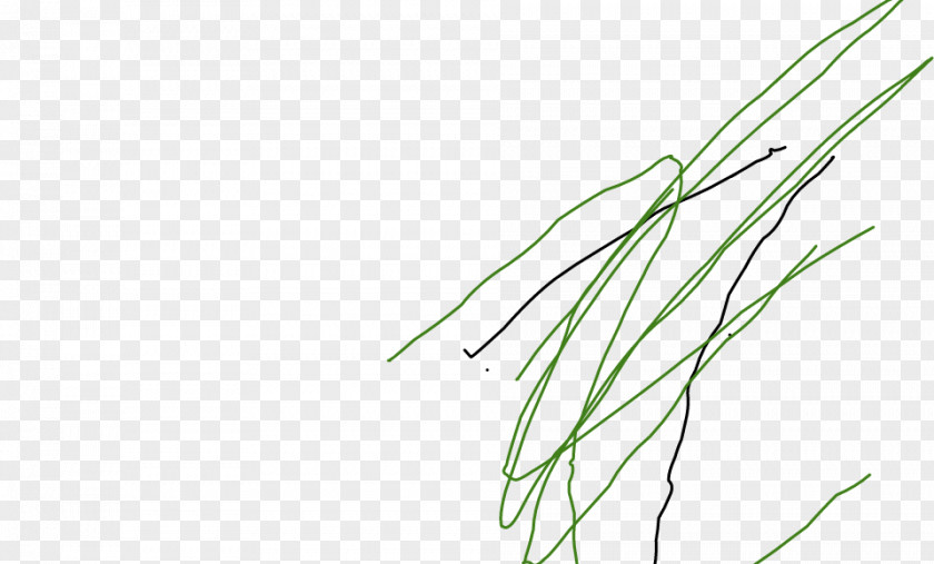 Leaf Grasses Plant Stem Line Art Angle PNG