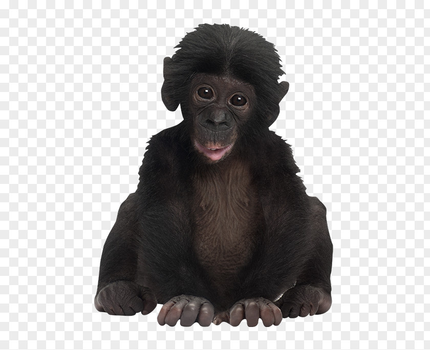 Monkey Mandrill Bonobo Ape Gorilla PNG