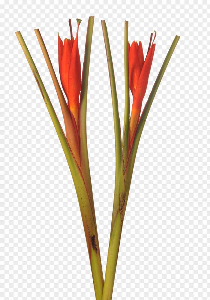 Plant Cut Flowers Lobster-claws Bird Of Paradise Flower PNG