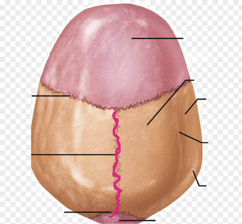 Skull Cranial Cavity Sagittal Suture Occipitomastoid Lebeční šev PNG