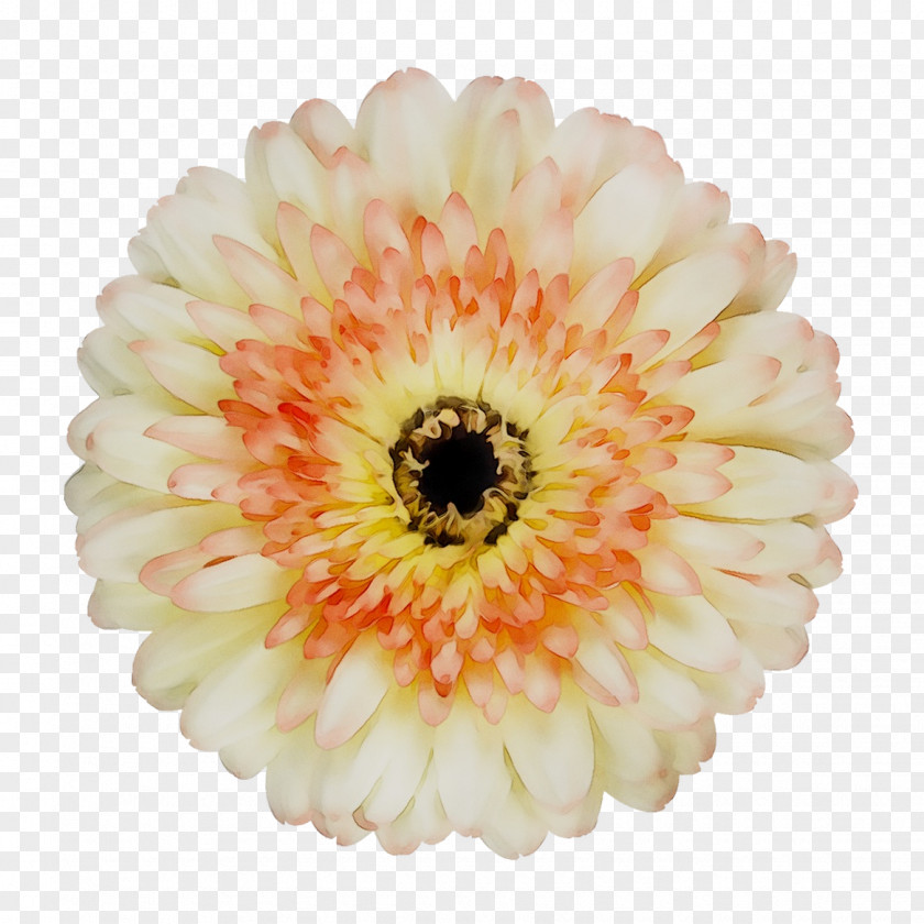Transvaal Daisy Yellow Cut Flowers PNG