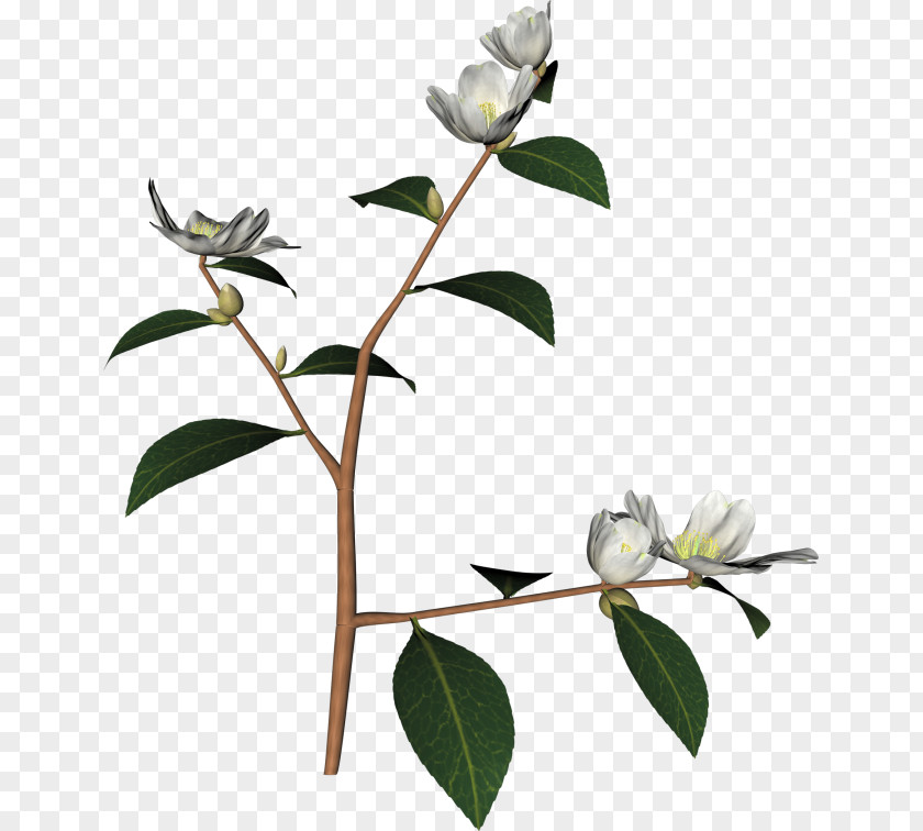 Twig PNG