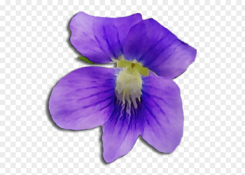Blue Violet Pansy Flowering Plant Flower Petal Purple PNG