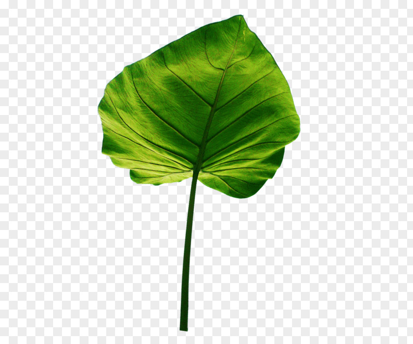 Leaf Green Tarul Plant PNG