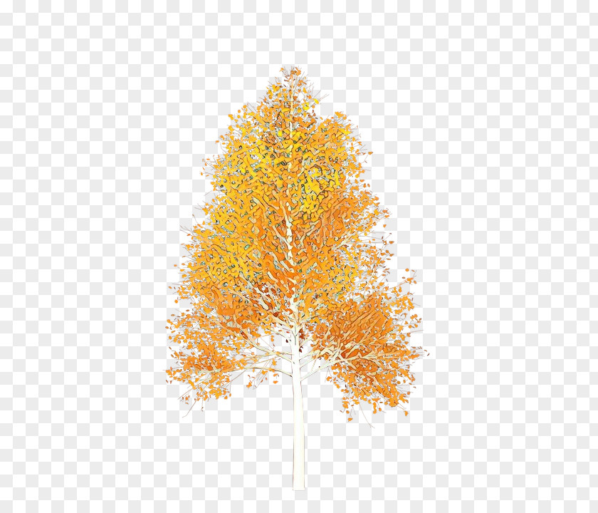 Plant Woody Orange PNG