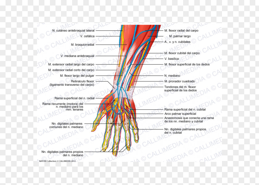 Hand Forearm Radial Nerve Human Anatomy PNG