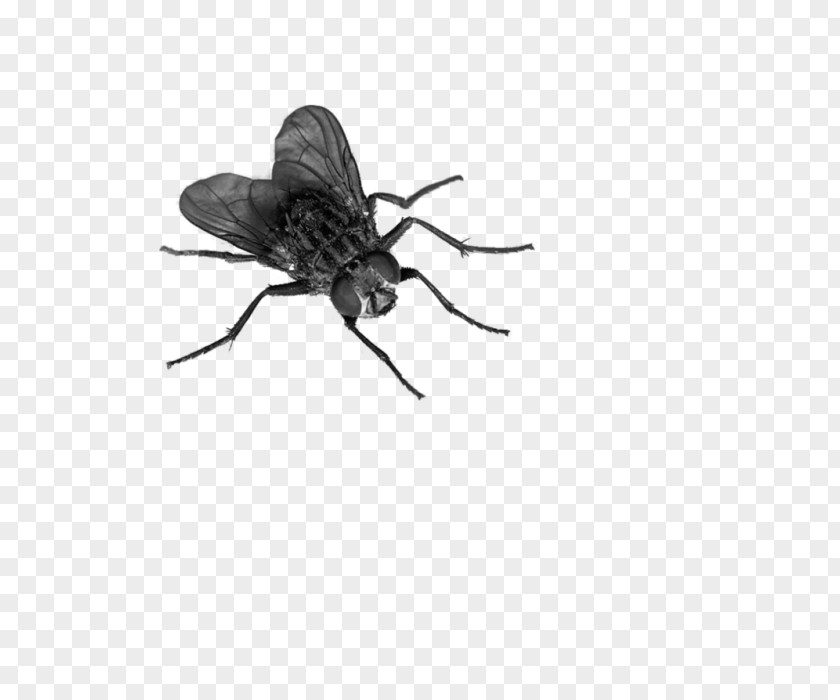 Mosquito Tachinidae Fly Insect PNG
