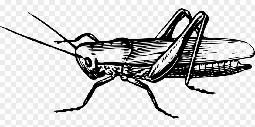 Pest Invertebrate Book Drawing PNG