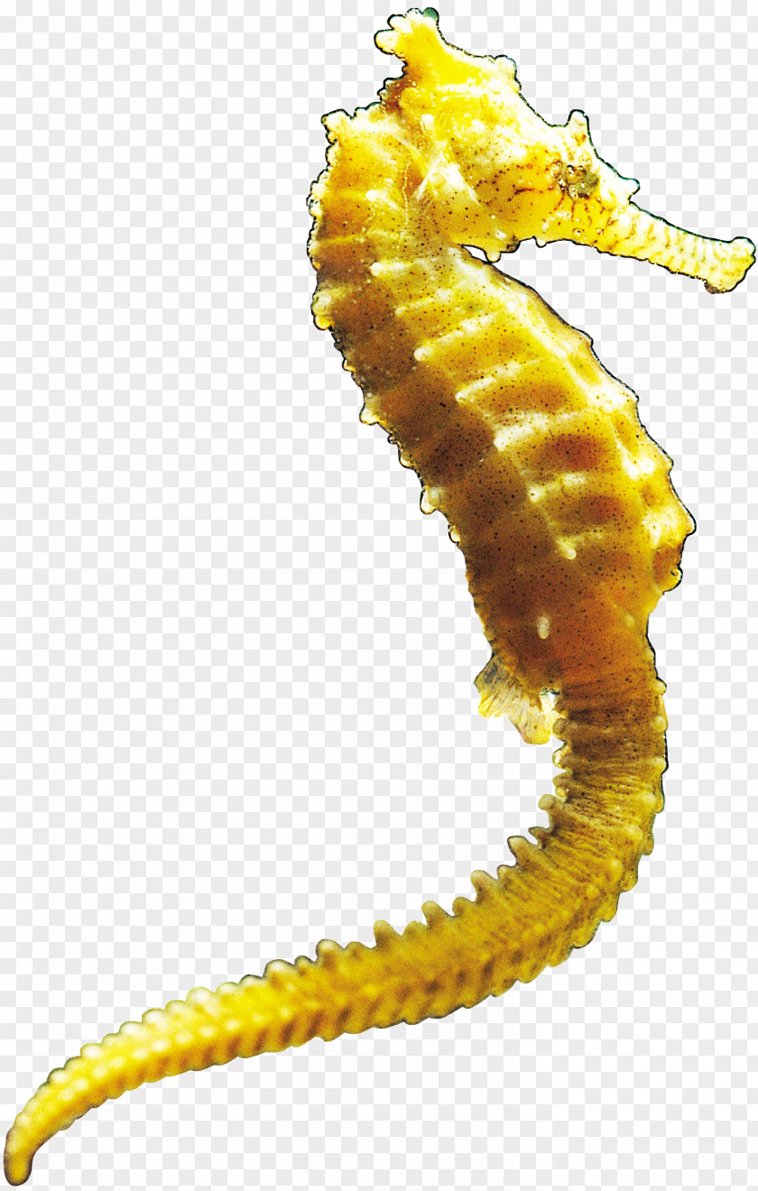 Seahorse Clip Art PNG