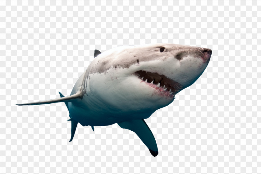 Big White Shark Clip Art Great Bull Desktop Wallpaper PNG