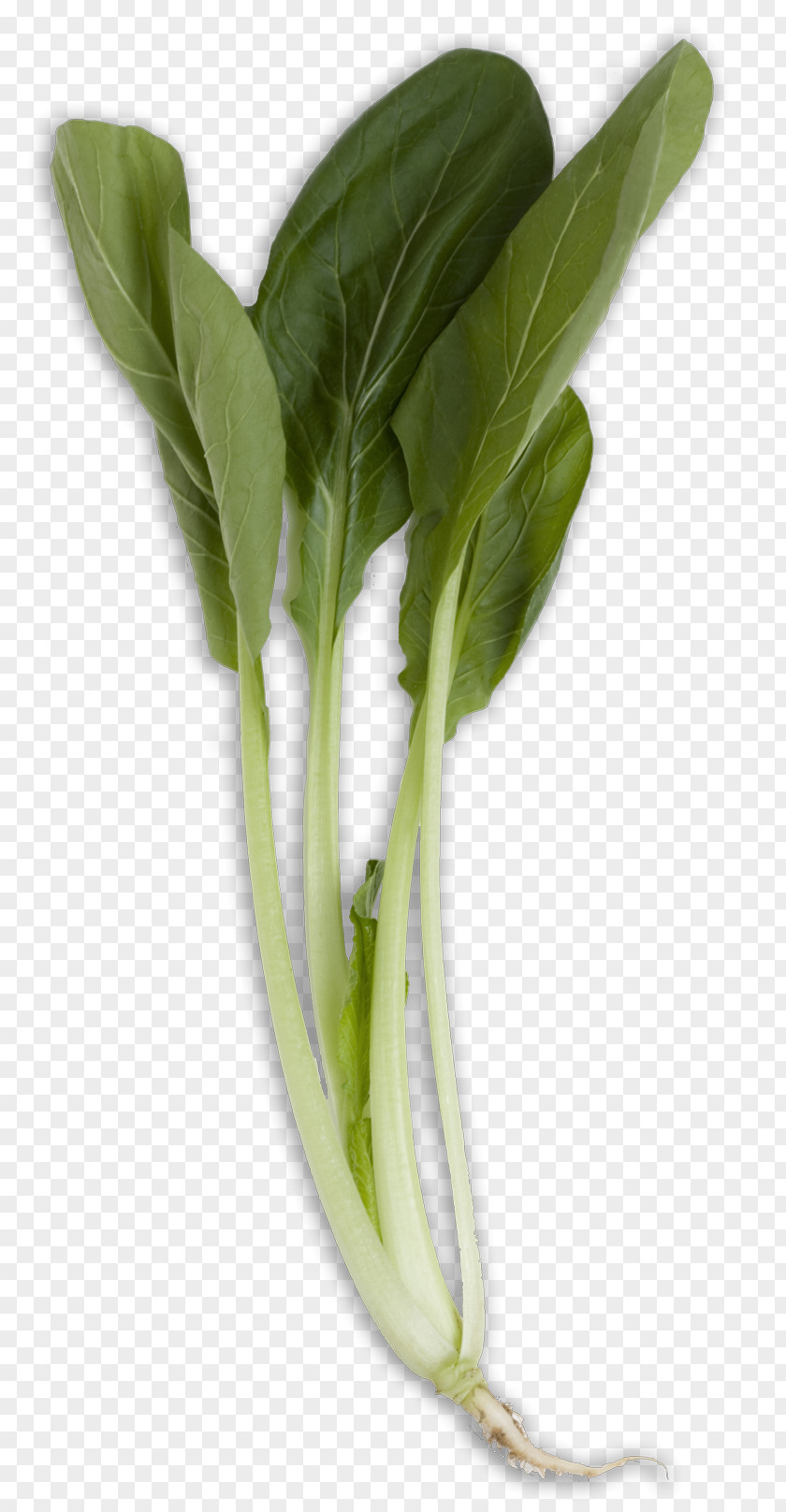 Bok Choy Transparent Chard Sum Napa Cabbage Vegetable PNG