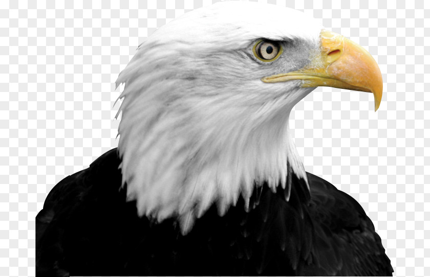 Eagle Bald Falcon Bird Clip Art PNG