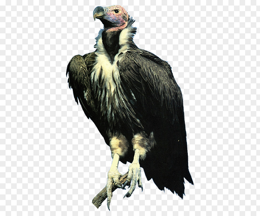 Eagle Condor Bald Lappet-faced Vulture PNG