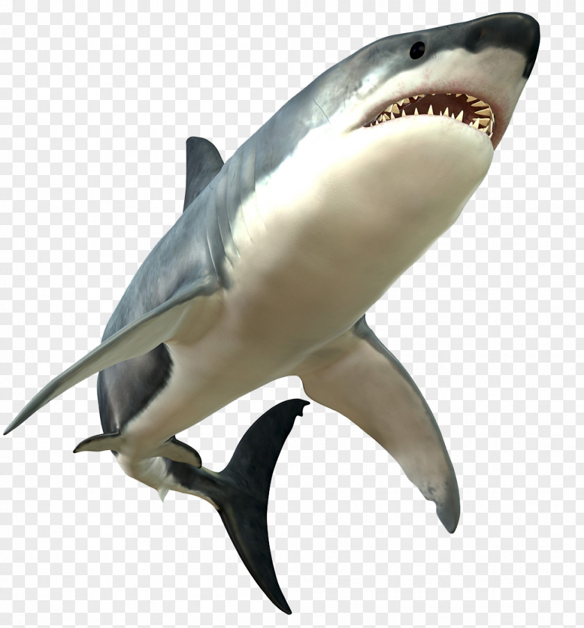 Furious Big White Shark Great Bull PNG