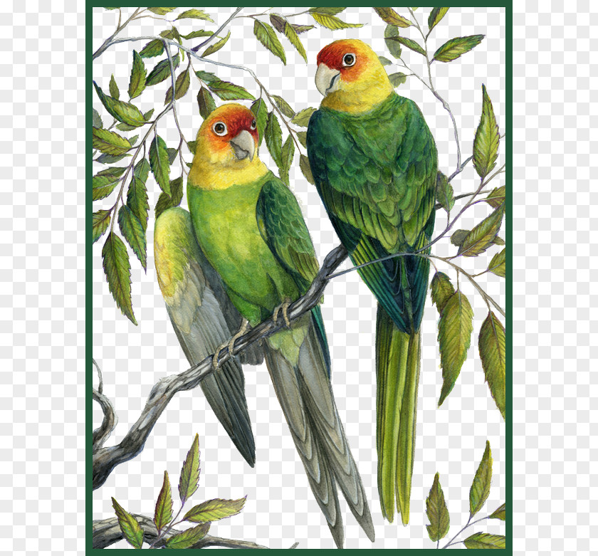 Lead Color Painting Parrot Eastern United States Carolina Parakeet The Birds Of America PNG