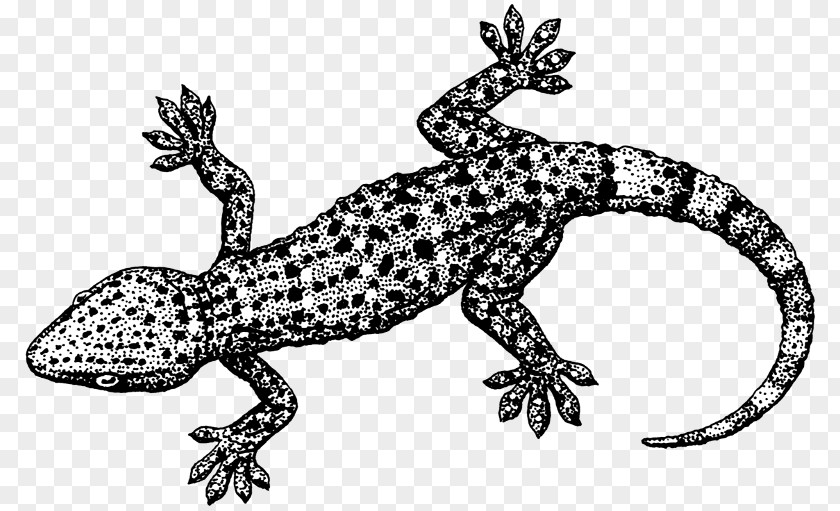 Lizard Tokay Gecko Reptile Clip Art PNG