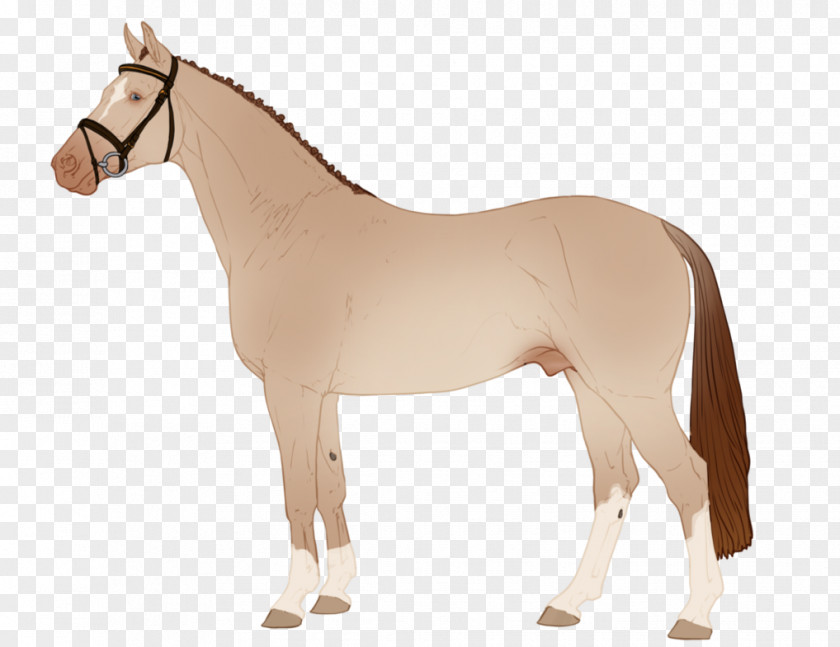 Mustang Mane Stallion Rein Mare PNG