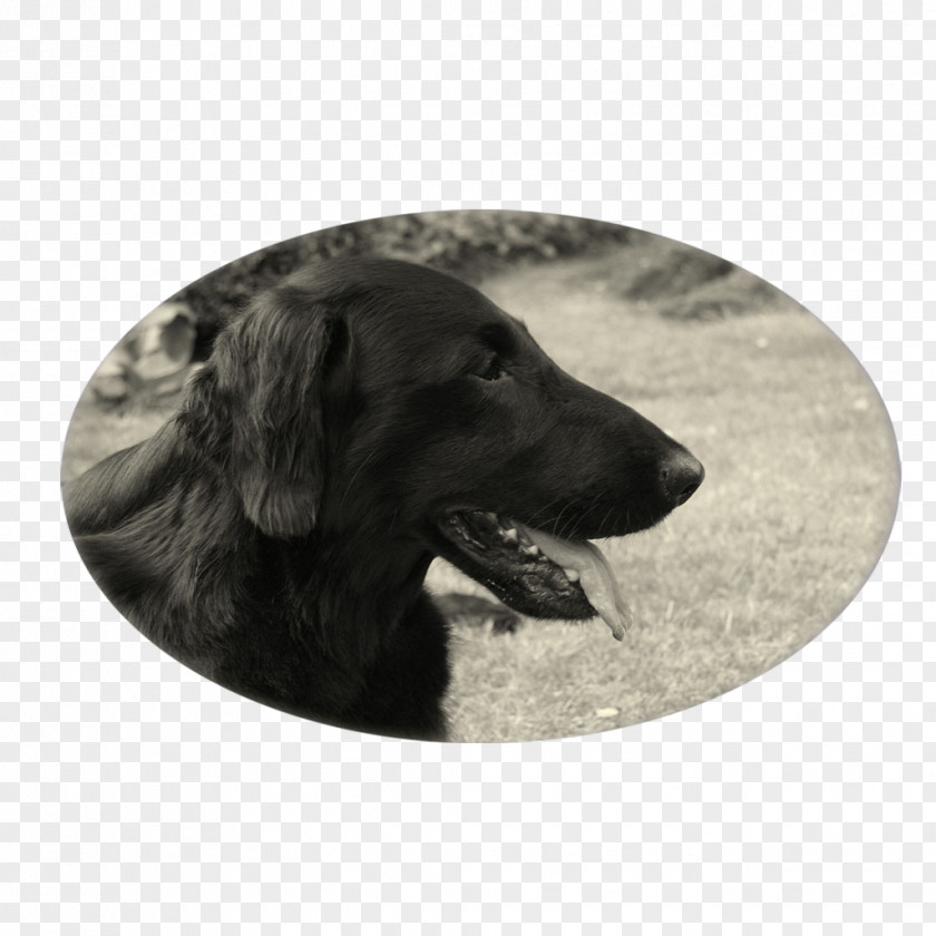 Puppy Labrador Retriever Flat-Coated Dog Breed PNG