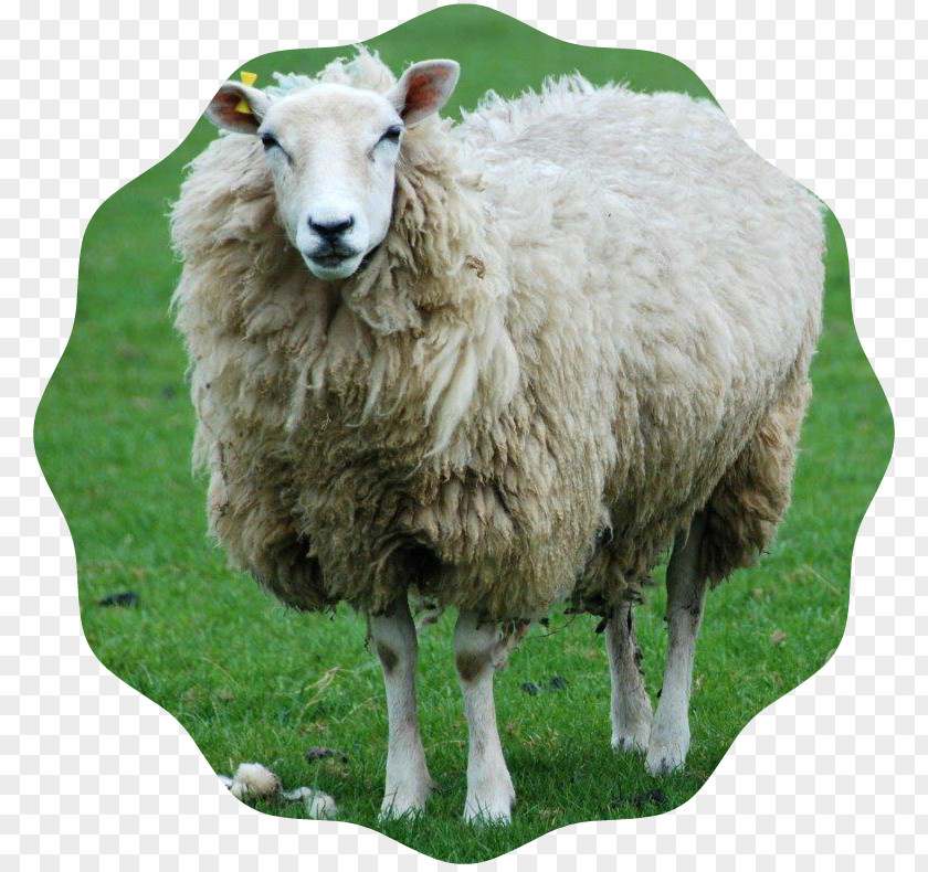 Sheep Shetland Shropshire Goat Lamb And Mutton Farming PNG
