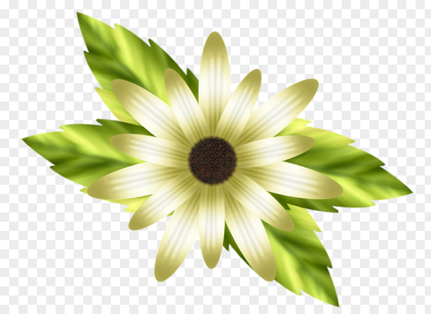 White Lily Petal Lilium Flower PNG