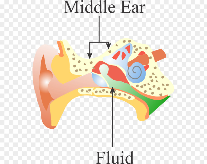 Design Ear Angle Clip Art PNG