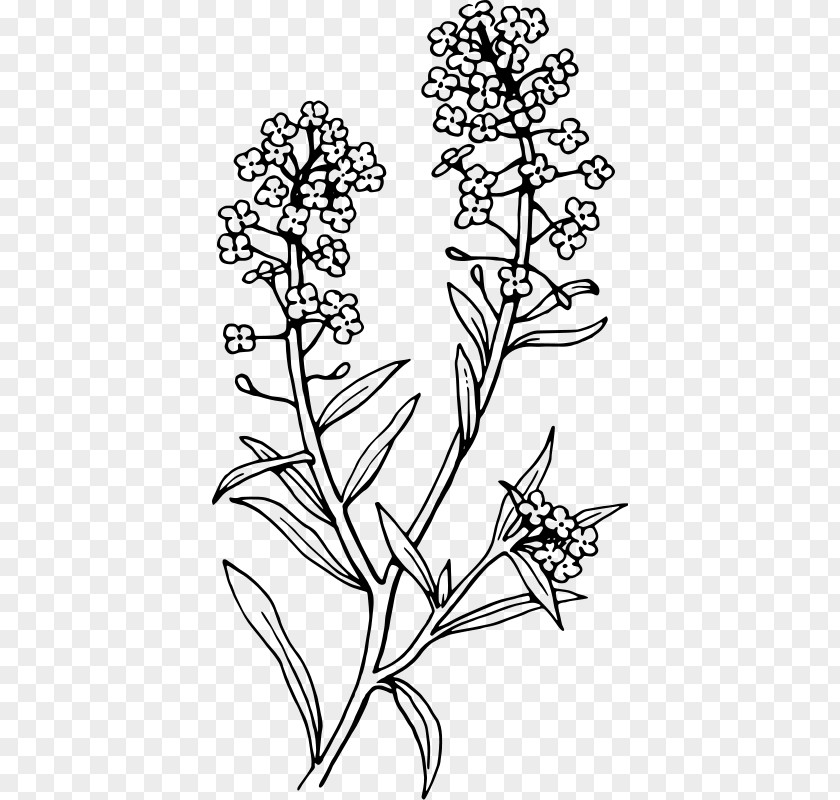 Floral Tattoo English Lavender Sweet Alyssum Color Plants PNG
