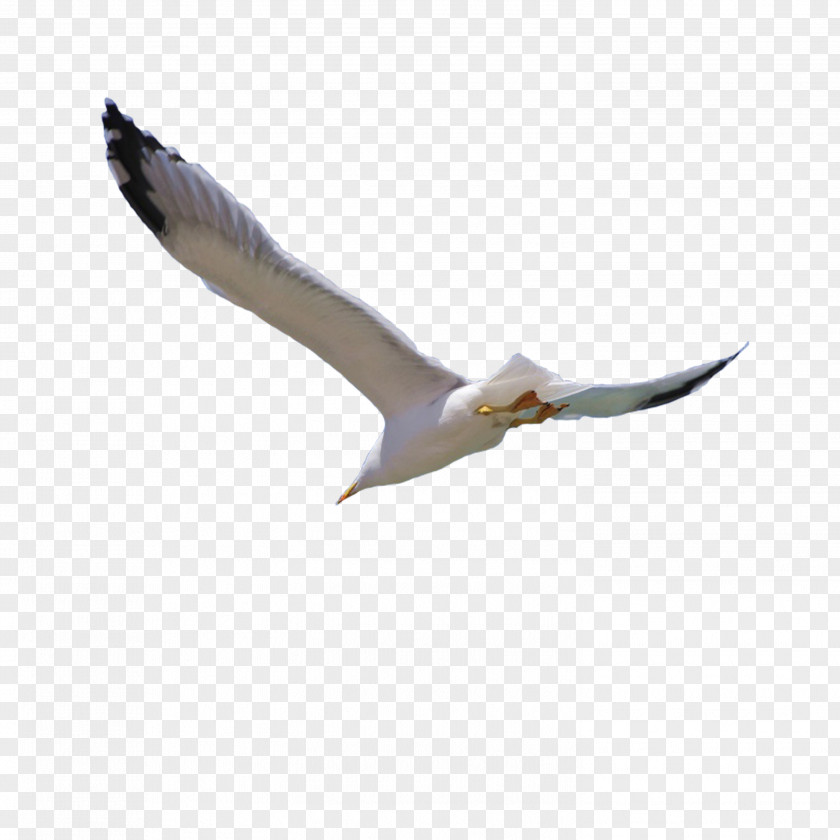 Flying Bird Flight Wing PNG