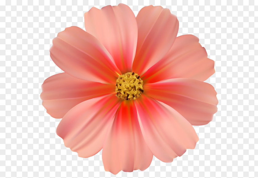 Fun Daisy Cliparts Pink Flowers Rose Clip Art PNG