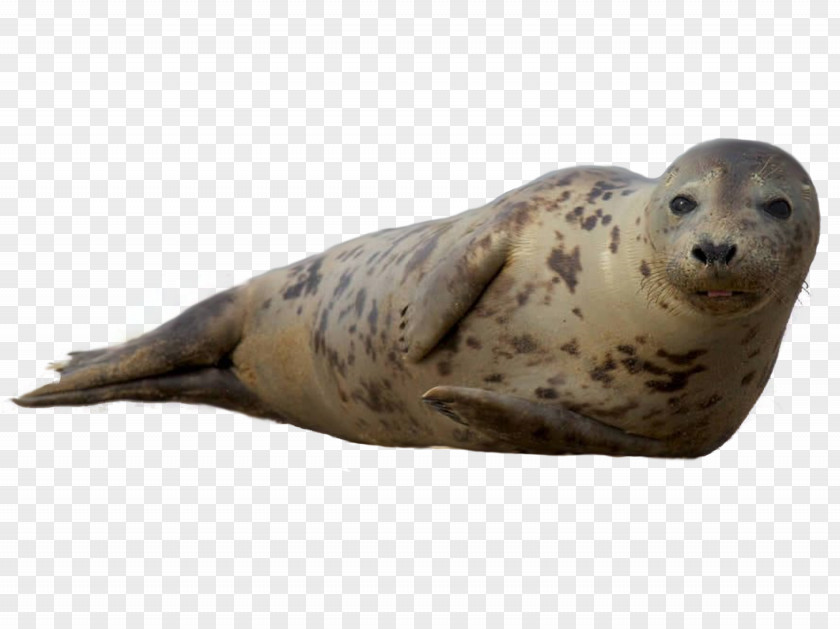 Harbor Seal Earless Sea Lion Grey Ringed PNG