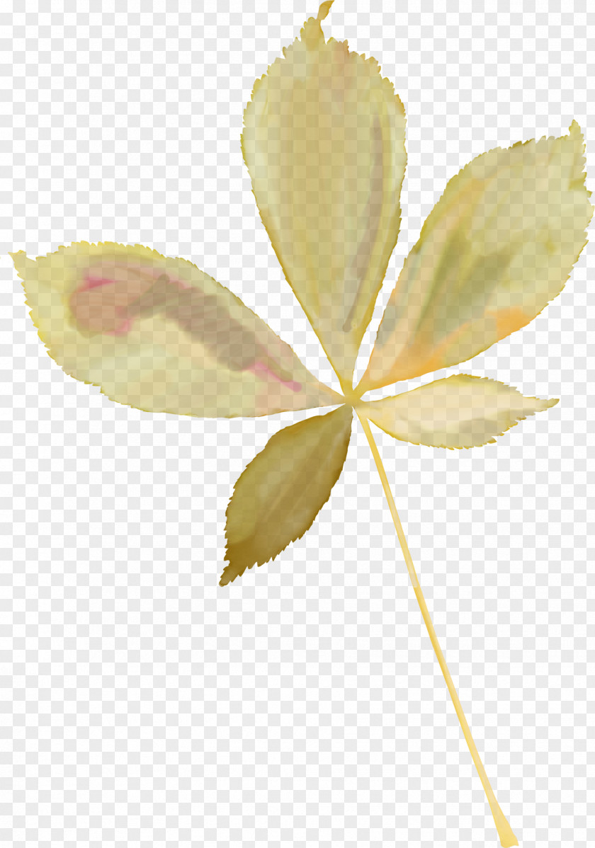 Leaf Petal Photography Clip Art PNG