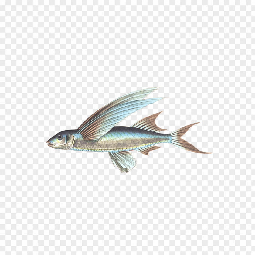 Aquatic Animals Fish PNG