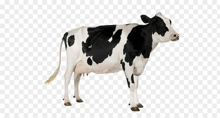 Cow Livestock Beef Cattle Dairy Animal PNG