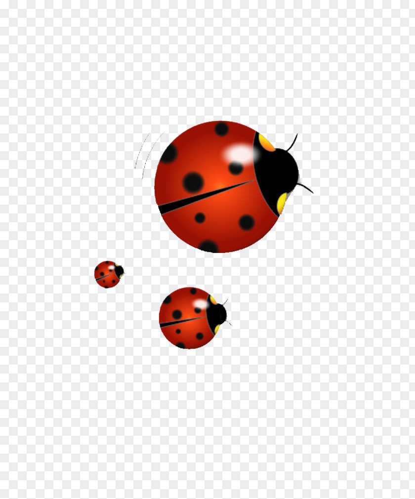 Ladybug Ladybird Illustration PNG