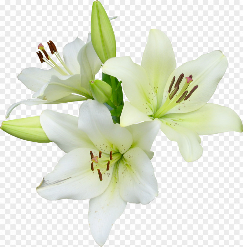 Lily Flower Runner Easter Wildflower PNG